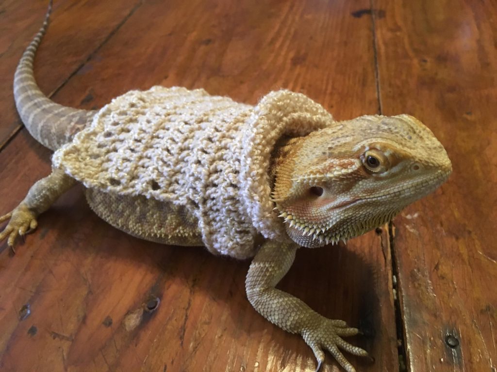 Crochet bearded dragon sweater pattern best sale